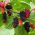 Mulberry na predmestí: ako zvoliť rozmanitosť a získať plodinu
